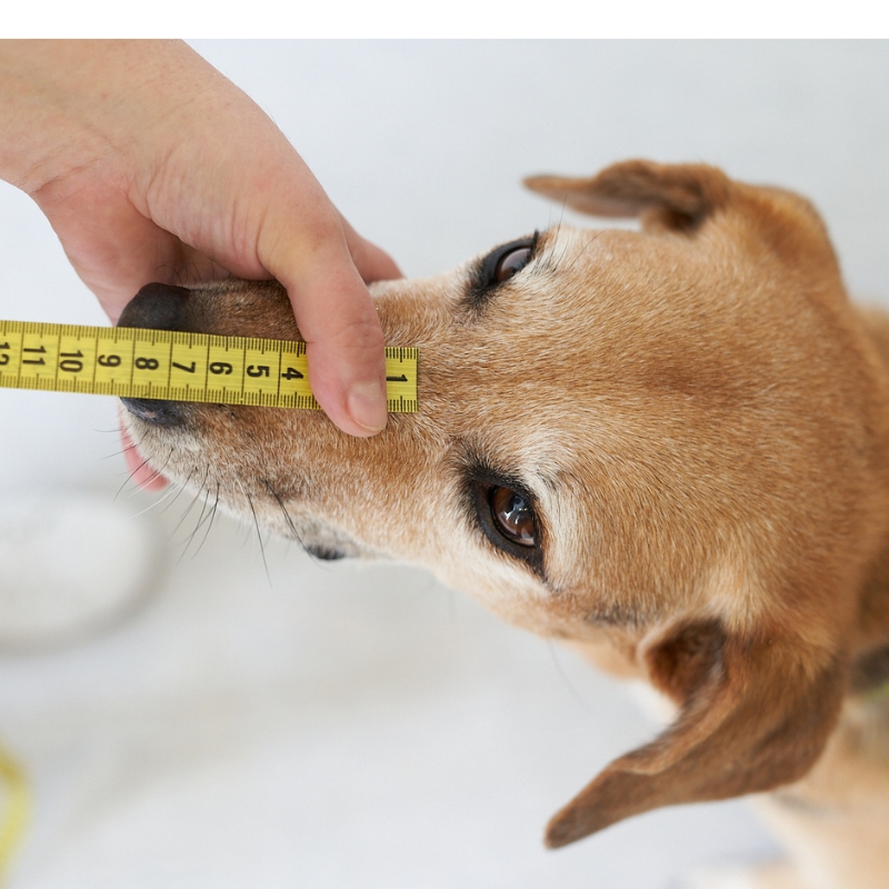 BUMAS Biothane® Made to measure Dog Muzzle - Size L