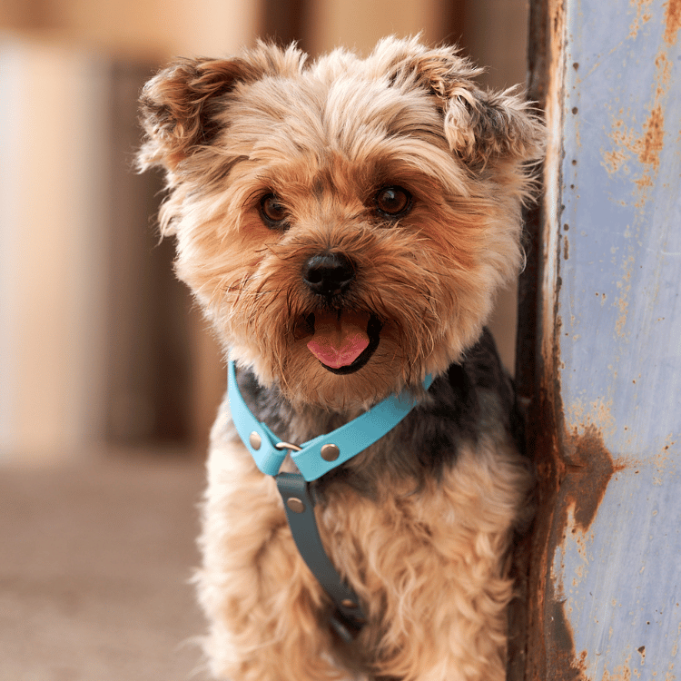 BUMAS Biothane Brustgeschirr