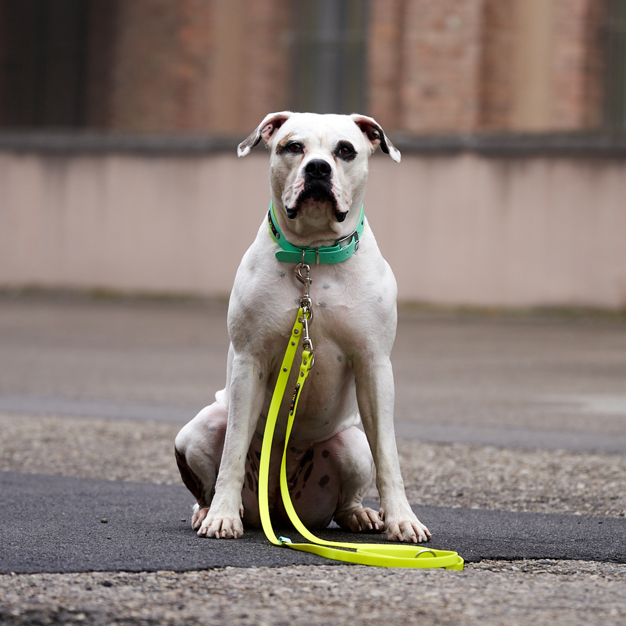BUMAS Biothane® Leash with hand loop reflective