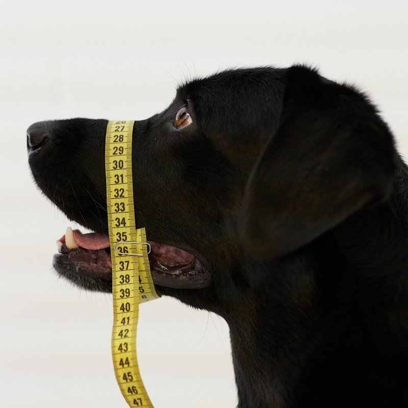 BUMAS Biothane® Maulkorb nach Maß BUMAS Biothane® Maulkorb nach Maß